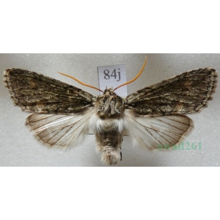 Polyploca ridens (Fabricius, 1787) Przestrożnica śmieszka Slovakia84j